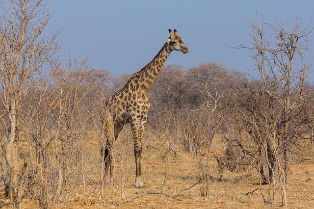 049 Botswana, Chobe NP.jpg